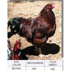 Buckeye Chicken